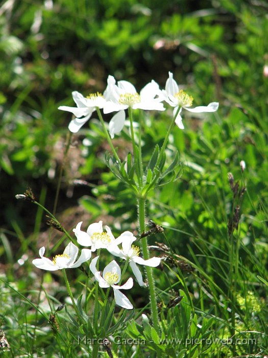 10_Anemone narcissiflora.JPG - Anemone narcissiflora